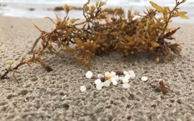 Beach Clean Up at Woods Cove – July 18